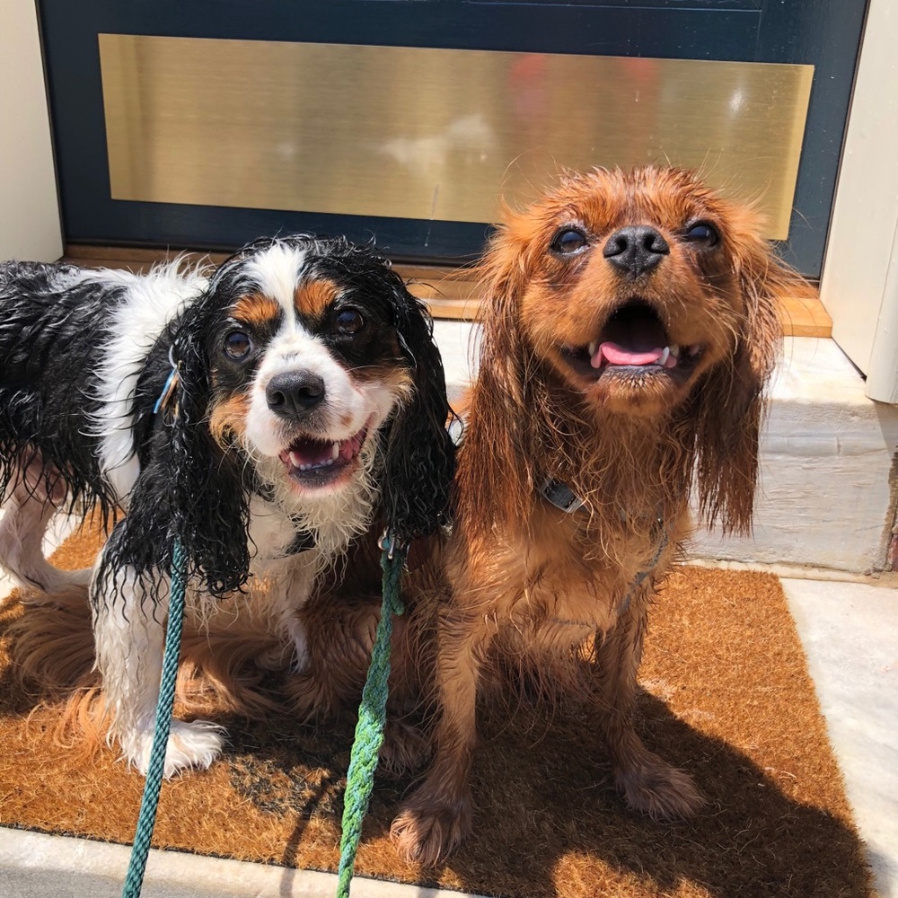 Meet your Posher’s Puppies!